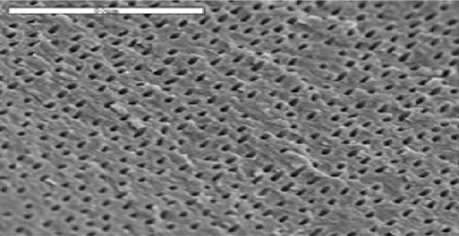 More opened dentinal tubules after activating irrigants with EndoActivator